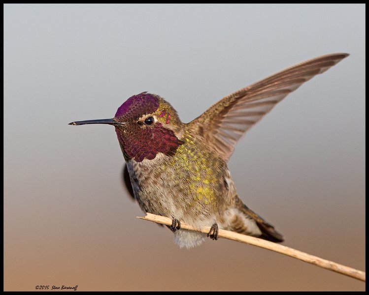 _5SB0292 annas hummingbird.jpg